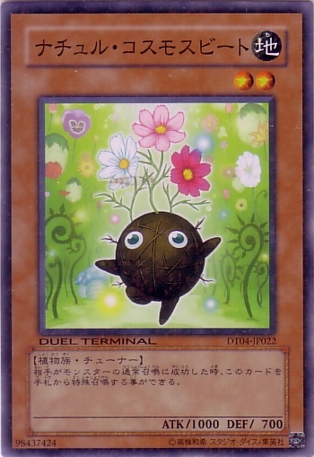 自然波斯菊甜菜