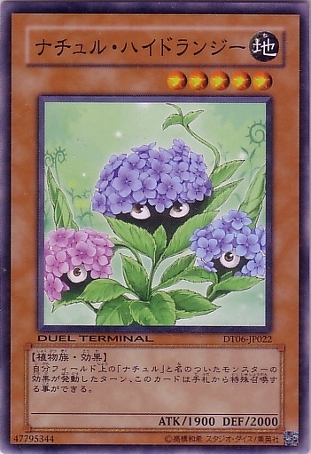 自然繡球花