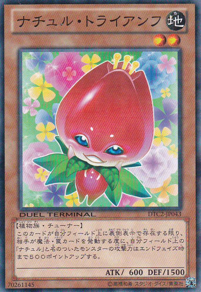 自然勝利鬱金香