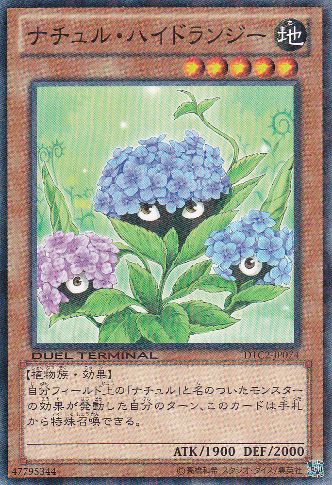 自然繡球花