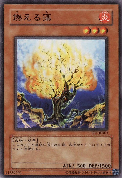 燃燒海藻