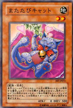 流浪貓